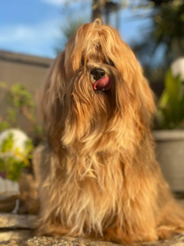 Ajika Mano Gentis, retrato de Bichón Habanero