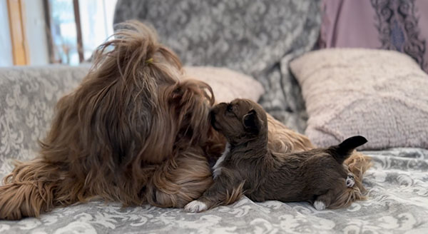 Ajika Mano Gentis junto a sus cachorros