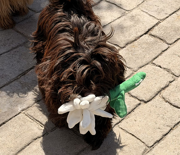 Alma con una flor en la boca