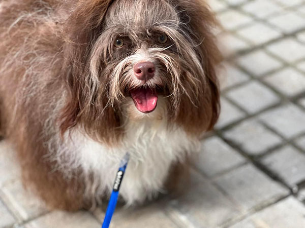 Bert, ejemplar adulto de Bichón Habanero