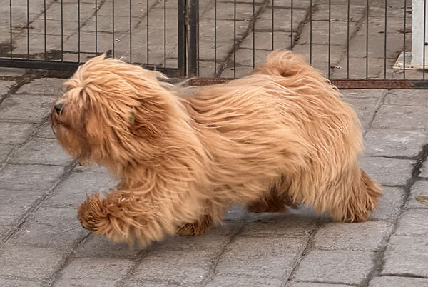 Beza de perfil en exterior