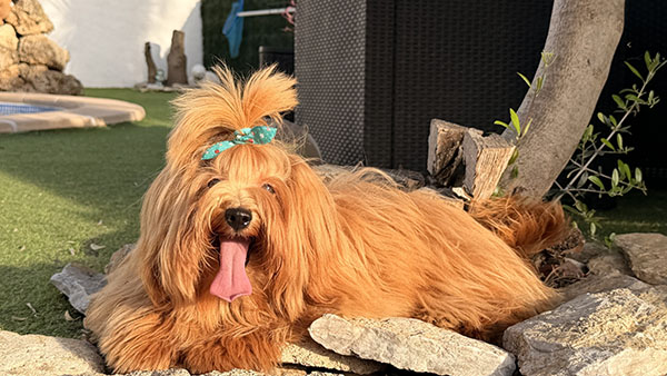 Beza descansando al aire libre