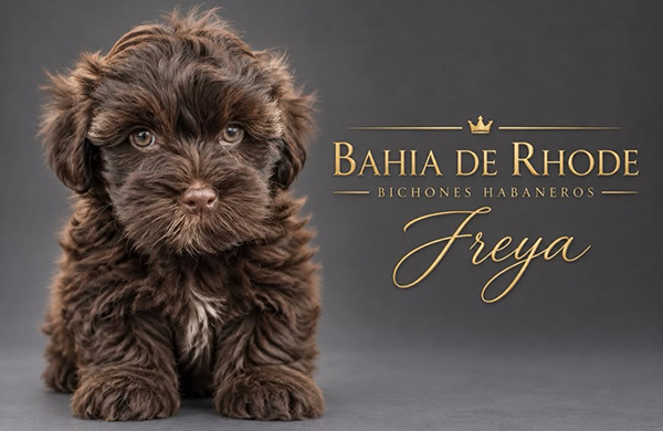 Freya, cachorra de Bichón Habanero de la camada de agosto de 2026, reservada