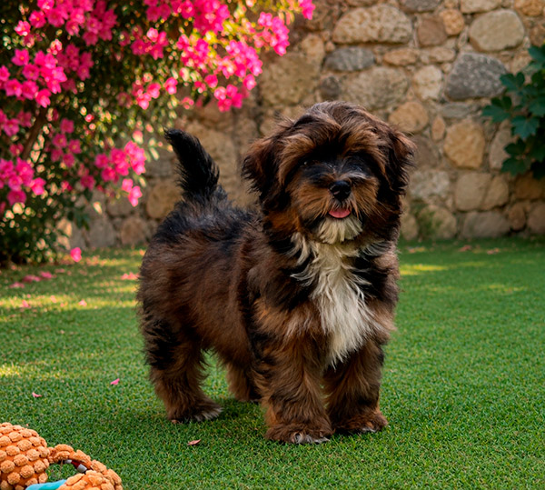 Macho disponible de Bichón Habanero nacido el 10 de mayo de 2026