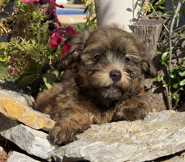 Markel, macho disponible de Bichón Habanero