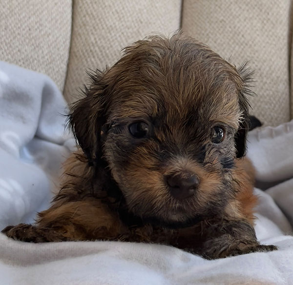 Cachorro de Bichón Habanero nacido el 23 de mayo de 2026