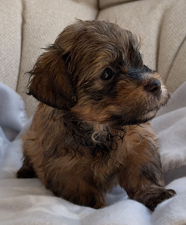 Cachorros disponibles de Bichón Habanero en Bahía de Rhode