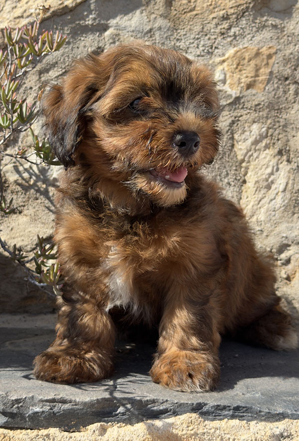 Cachorro de Bichón Habanero nacido el 23 de mayo de 2026