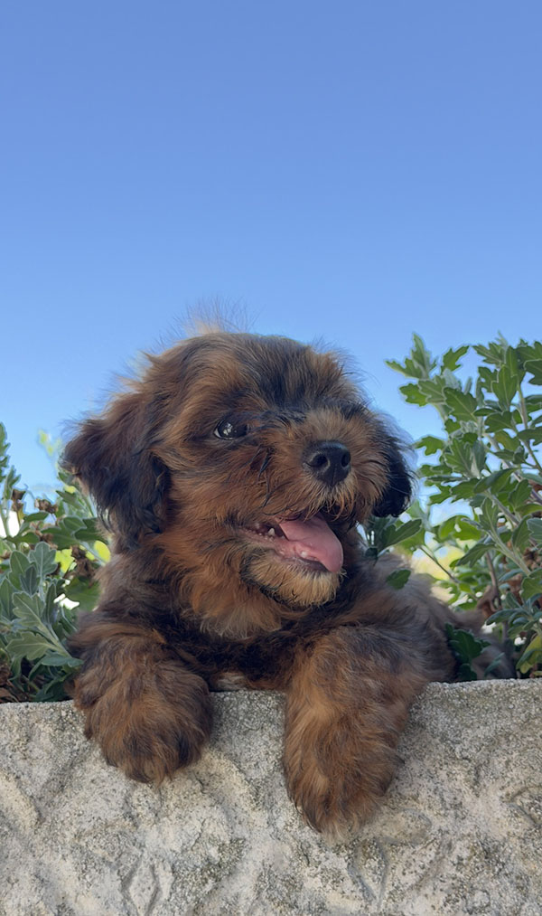 Cachorro de Bichón Habanero disponible en Bahía de Rhode