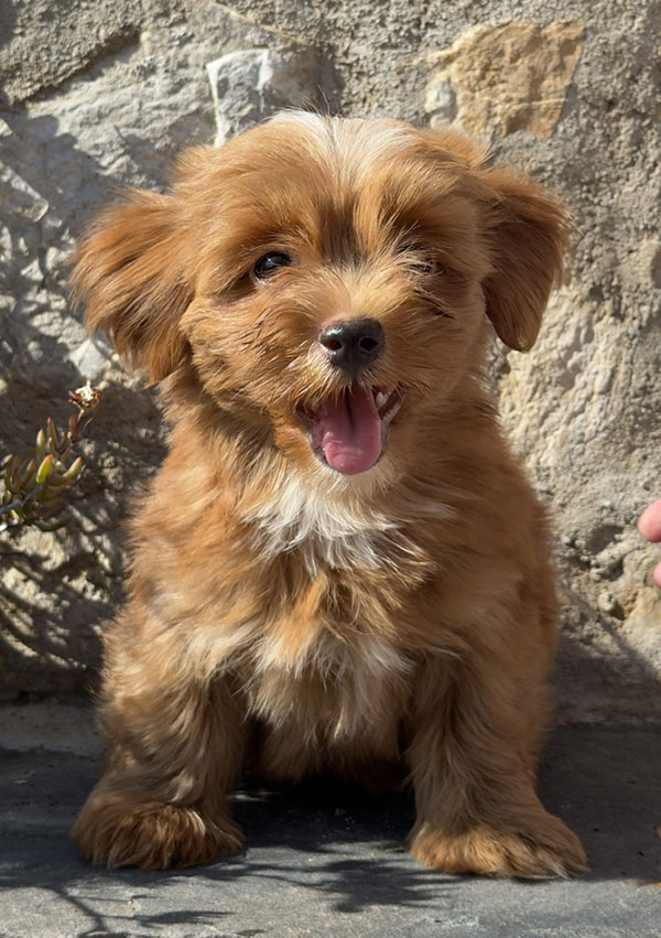 Cachorros de Bichón Habanero de la camada del 23 de mayo de 2026