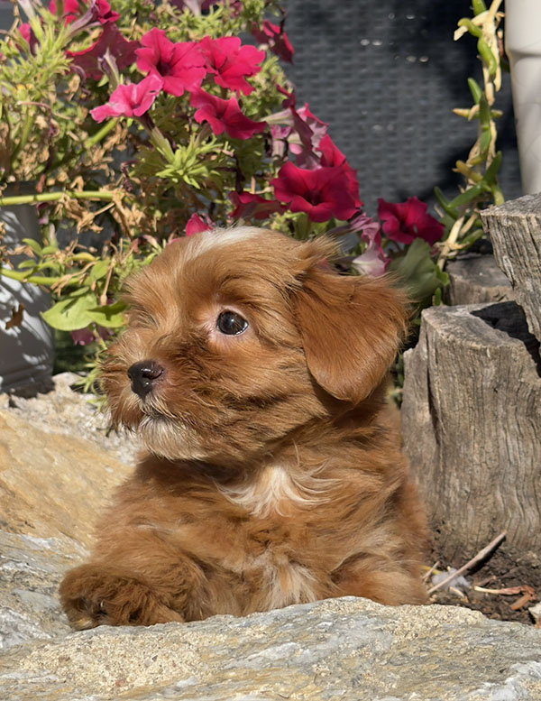 Cachorros disponibles de Bichón Habanero en Bahía de Rhode