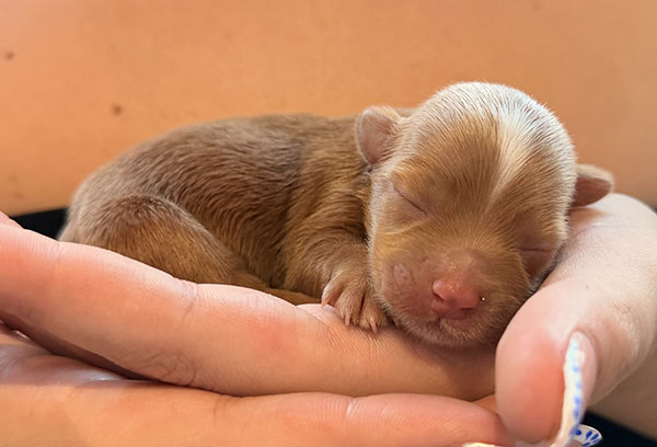 Cachorros de Bichón Habanero de la camada del 23 de mayo de 2026