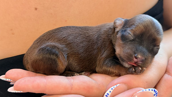 Cachorro de Bichón Habanero nacido el 23 de mayo de 2026