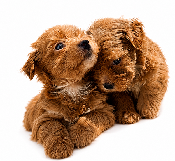 Cachorros de Bichón Habanero de color chocolate