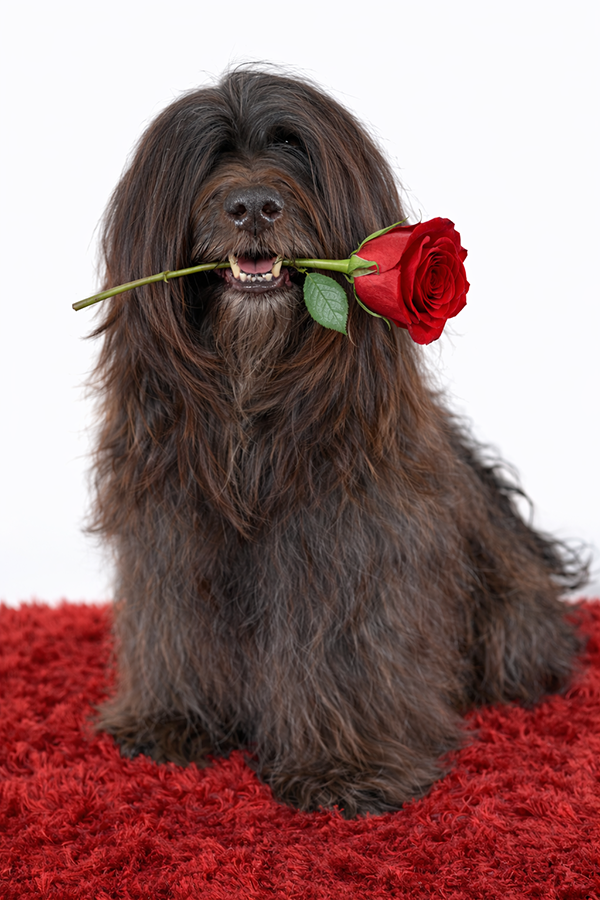 Luba con rosa, imagen expresiva de Bichón Habanero