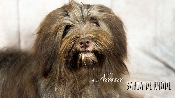 Fotografía de Nana, Bichón Habanero de Bahía de Rhode