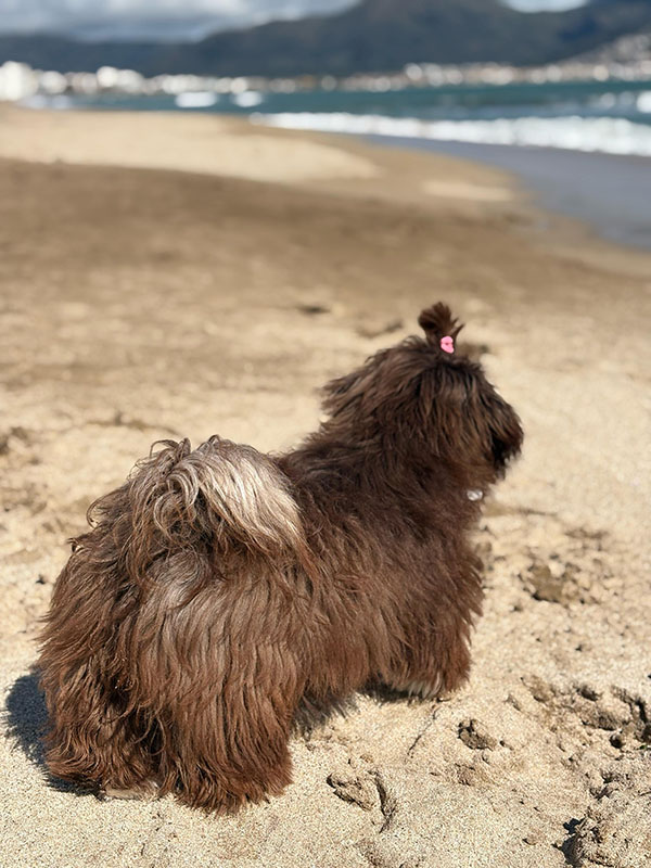 Fotografía de Nana, Bichón Habanero de Bahía de Rhode