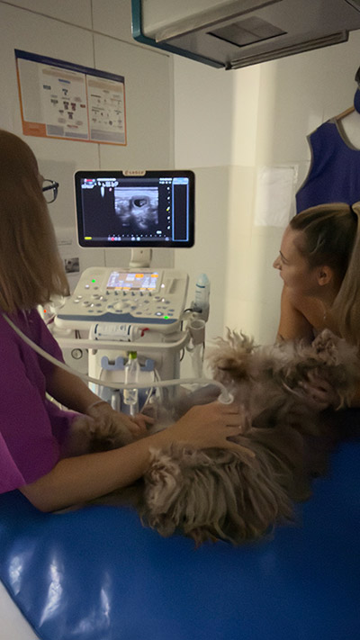 Control veterinario de la próxima camada prevista para agosto de 2026