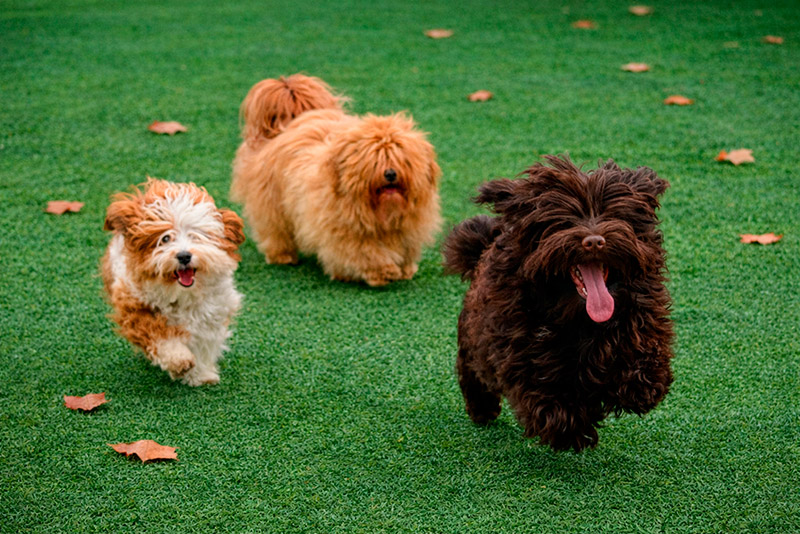 Bichones Habaneros corriendo en libertad