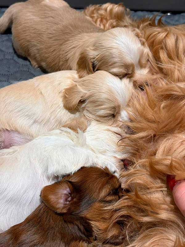 Cachorros de Bichón Habanero junto a su madre