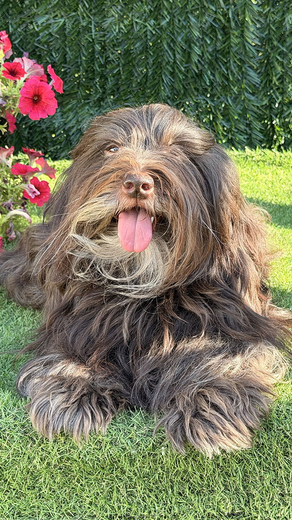 Tito en exterior con expresión despierta
