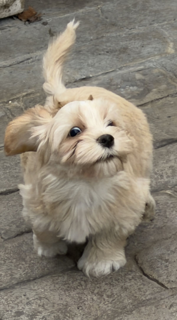 Winnie paseando en exterior
