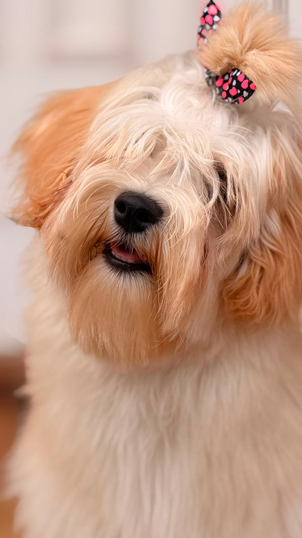 Winnie, ejemplar de Bichón Habanero de Bahía de Rhode
